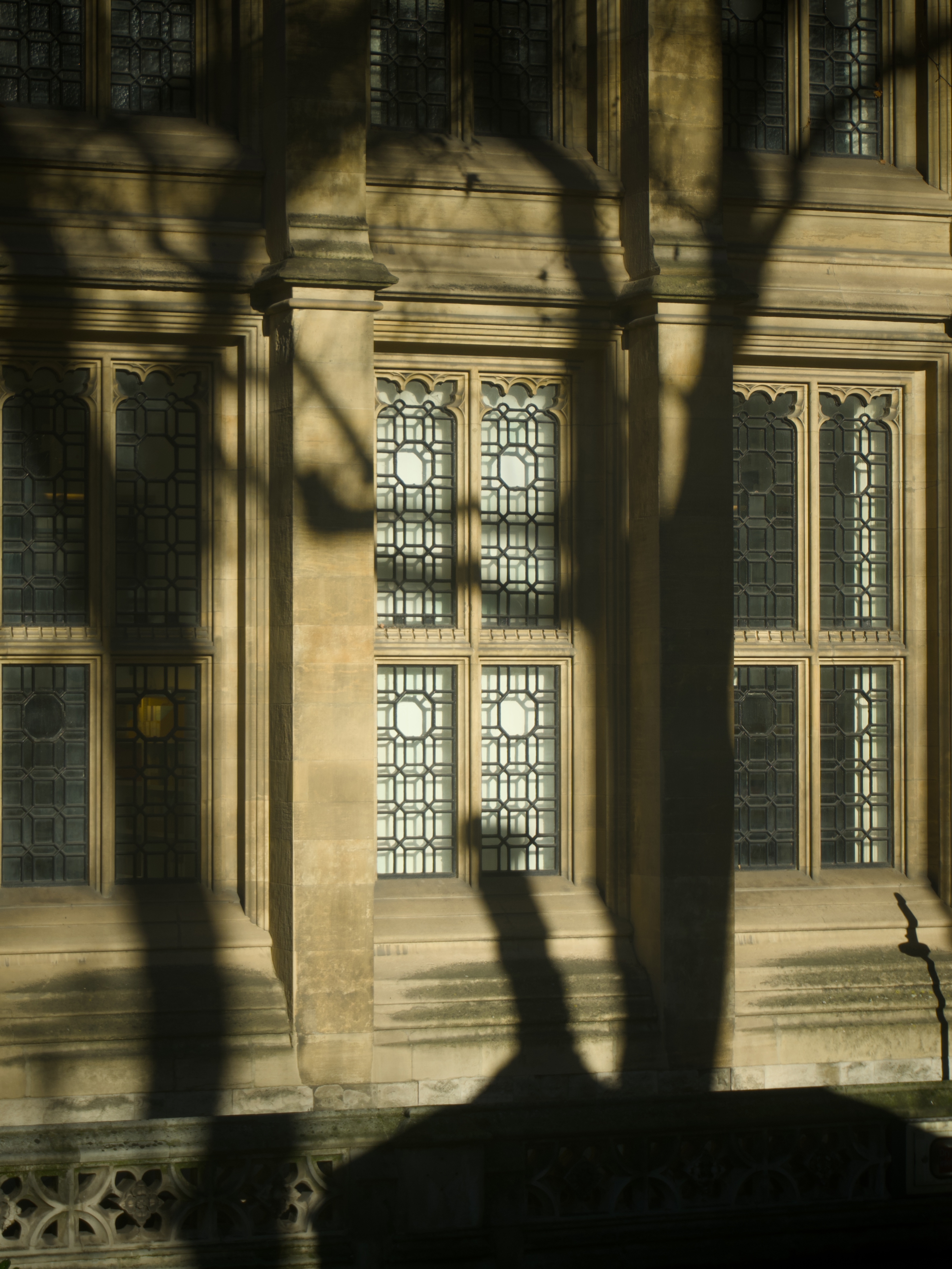 A library window, with dramatic shadows being cast from a nearby tree