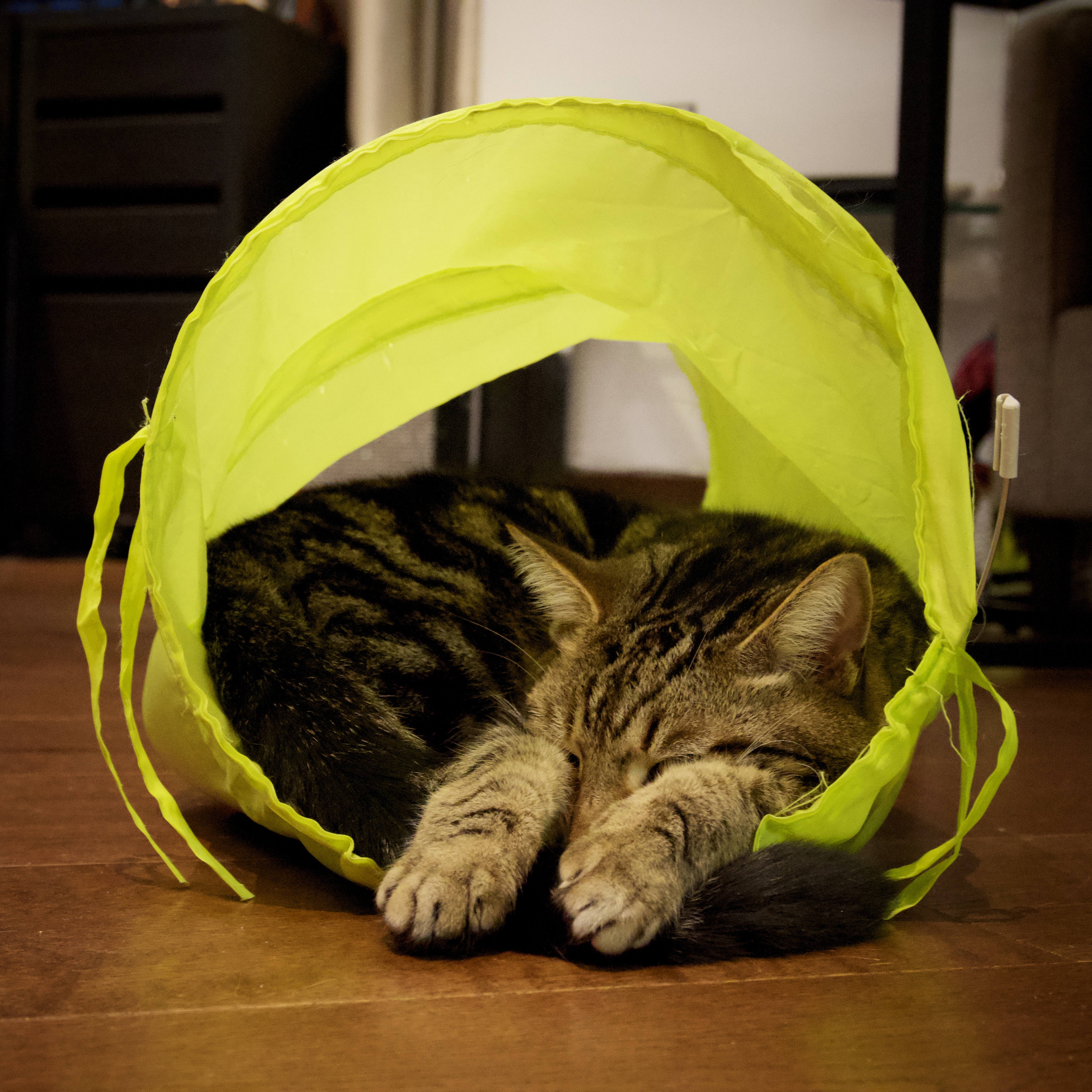 A cat lounging inside a yellow tube